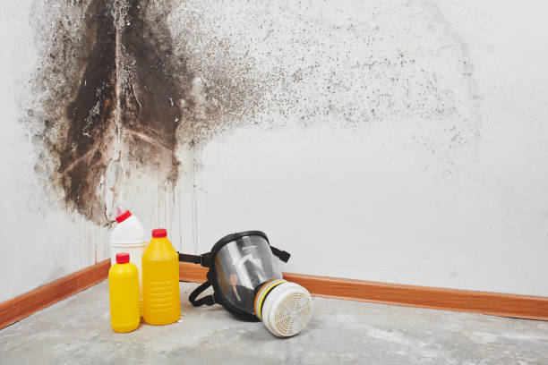 Best Commercial Mold Removal  in Worthington, OH