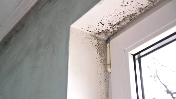 Best Fast Mold Removal  in Worthington, OH