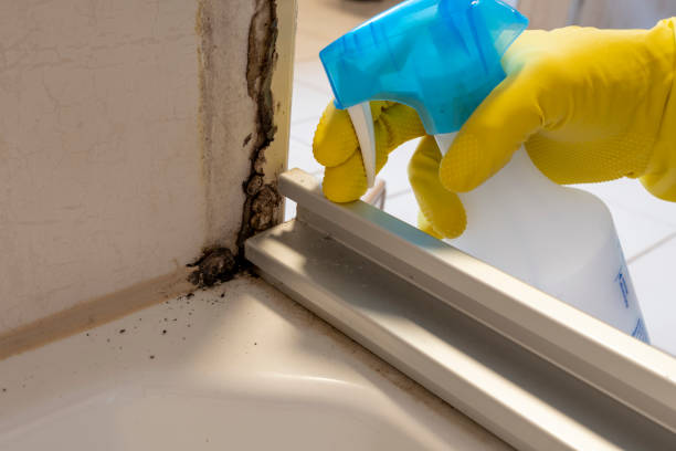 Best Same-Day Mold Removal  in Worthington, OH