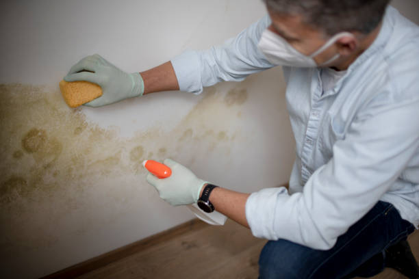 Best Mold Removal Near Me  in Worthington, OH