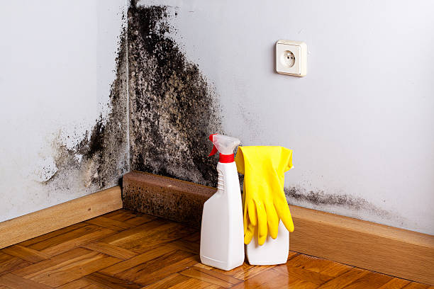 Best Mold Cleaning Services  in Worthington, OH