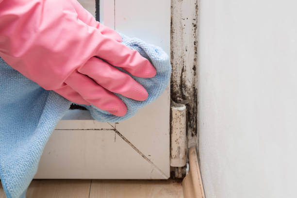 Best Home Mold Removal  in Worthington, OH